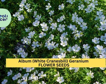 25+ Album White Cranesbill Geranium Seeds – Pure White Perennial Blooms for Garden Planting, Shade-Tolerant Groundcover – USA