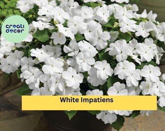 Impatiens Phengklaii – Rare Exotic Flowering Plant – T.Shimizu & Suksathan Species