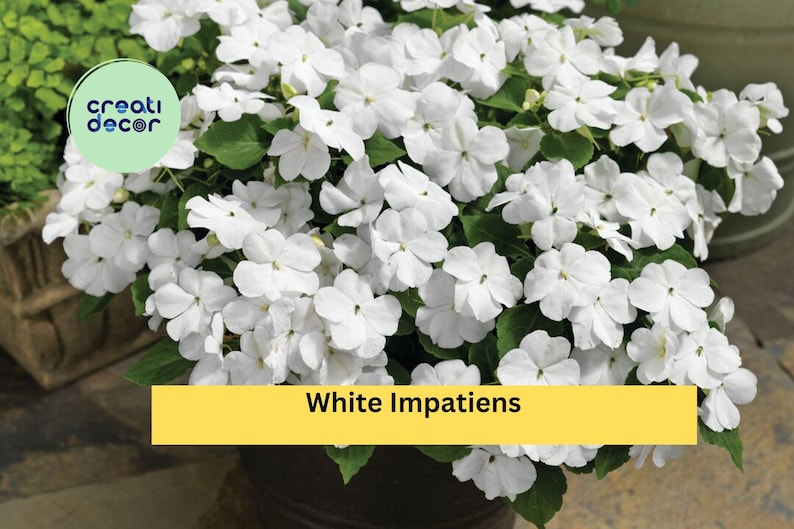 CreatiDecor Impatiens Plants