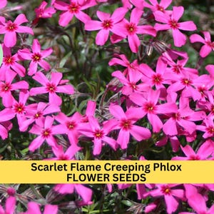 Scarlet Flame Creeping Phlox Seeds – 100+ Seeds – Perennial Groundcover with Scarlet Blooms for Borders, Slopes, and Rock Gardens – USA