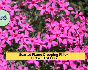 Scarlet Flame Creeping Phlox Seeds – 100+ Seeds – Perennial Groundcover with Scarlet Blooms for Borders, Slopes, and Rock Gardens – USA