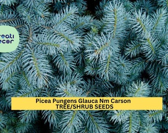 3pcs of 250mg Colorado Blue Spruce Seeds – Picea pungens Glauca NM Carson Tree for Cold-Hardy Landscapes Seeds for Planting