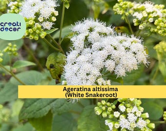 Ageratina Altissima Seeds (500) | White Snakeroot | Native Shade Wildflower | Pollinator-Friendly Perennial for Natural Gardens