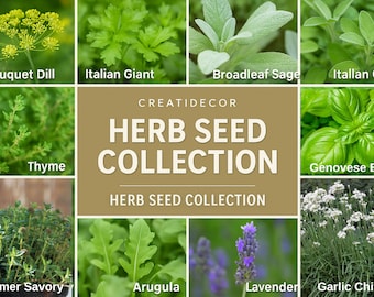 Set of 12 Herb Seeds – Basil, Dill, Parsley, Thyme, Lavender, Oregano, Cilantro & More – Perfect for Kitchen And Garden Planting – USA