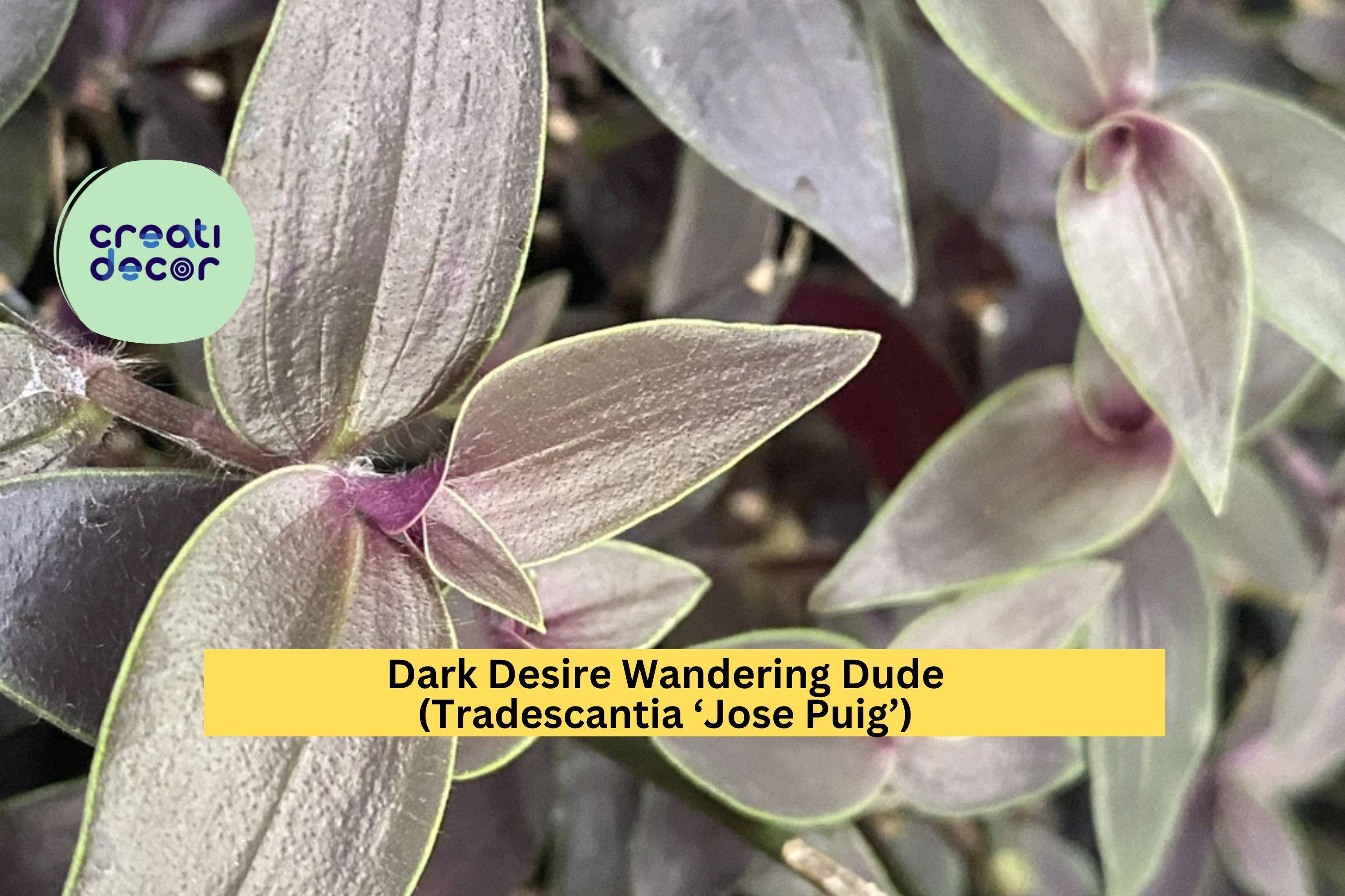 Dark Desire Wandering Dude – Tradescantia Jose Puig – Rare 2