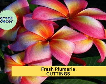 May include: Close-up of vibrant pink, yellow, and white plumeria flowers. The flowers have a delicate, tropical feel. The text "Fresh Plumeria CUTTINGS" is displayed on a yellow banner.