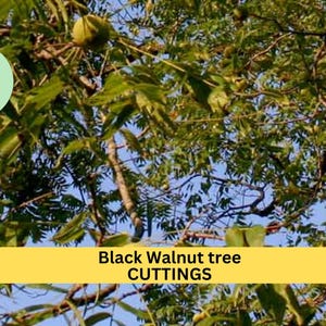 May include: A close-up of a Black Walnut tree with green leaves and nuts. The text "Black Walnut tree CUTTINGS" is displayed on a yellow banner.