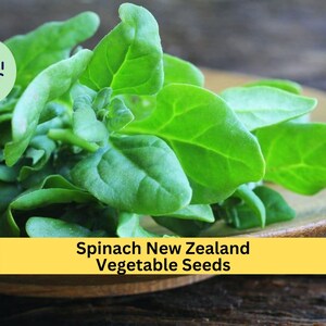 3pcs of 1g New Zealand Spinach Seeds – Heat Tolerant, Cut-and-Come-Again Greens for Summer Garden or Containers Seeds for Planting