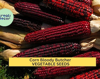 3pcs x 5g Bloody Butcher Corn Seeds – Heirloom Red Dent Corn for Fall Harvest, Garden Rows, or Homestead Growing Seeds for Planting