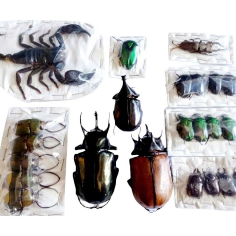 Insect Collection - Etsy