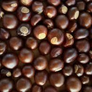 May include: A close-up view of a collection of brown buckeye nuts. The nuts have a smooth, shiny surface and a distinctive white spot on one side.