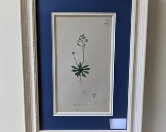 Może przedstawiać: Ilustracja botaniczna w ramie przedstawiająca biały kwiat z zielonymi liśćmi na białym tle. Ilustracja nosi tytuł "Draba verna" i jest numerowana "200 414".