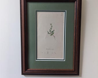 Może przedstawiać: Oprawiony botaniczny nadruk przedstawiający szczegółową ilustrację rośliny z delikatnymi liśćmi i korzeniami. Grafika jest osadzona na zielonej macie i oprawiona w ciemnobrązową, ozdobną drewnianą ramę.