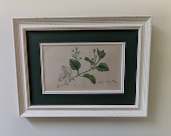 Może przedstawiać: Ilustracja botaniczna w ramie przedstawiająca biały kwiat z zielonymi liśćmi. Ilustracja znajduje się na białym tle z zielonym passe-partout i białą ramą. Pod ilustracją znajduje się napis "Hypericum maculatum".