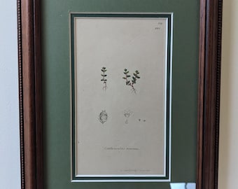 Może przedstawiać: Ilustracja botaniczna w ramie przedstawiająca roślinę z tekstem "Centaurella minima" na dole. Ilustracja jest na kremowym papierze z zieloną matą i brązową drewnianą ramą.