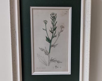 Może przedstawiać: Ilustracja botaniczna w ramie przedstawiająca biały kwiat z zielonymi liśćmi i łodygami. Ilustracja nosi tytuł "Draba verna" i ma numer "242" oraz "1817" w prawym górnym rogu.