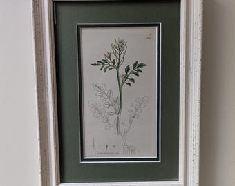 Może przedstawiać: Ilustracja botaniczna w ramie przedstawiająca biały kwiat z zielonymi liśćmi i łodygami. Ilustracja znajduje się na białym tle z czarną ramką i jest oprawiona w białą ramę z zielonym passe-partout.