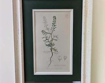 Może przedstawiać: Ilustracja botaniczna w ramie przedstawiająca roślinę Lepidium sativum, znaną również jako rzodkiewka ogrodowa. Ilustracja jest czarno-biała z zielonymi akcentami i umieszczona na zielonym tle. Rama jest biała z fakturowanym wykończeniem.