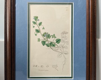 Może przedstawiać: Ilustracja botaniczna w ramie przedstawiająca roślinę Veronica polita z niebieskimi kwiatami i zielonymi liśćmi. Ilustracja jest na kremowym papierze z zieloną ramką, a pod nią znajduje się napis "Veronica polita".