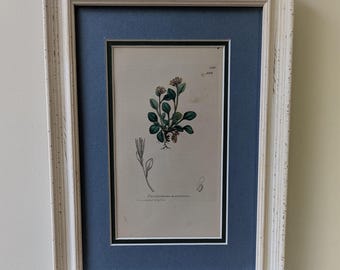Może przedstawiać: Ilustracja botaniczna w ramie przedstawiająca roślinę z białymi kwiatami i zielonymi liśćmi. Ilustracja nosi tytuł "Cardamine hirsuta" i jest datowana na 1888 rok.