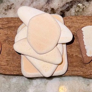 May include: A collection of seven smooth, white and tan sea shells arranged on a piece of driftwood. The shells are various shapes and sizes, including triangles, ovals, and a stack of four.