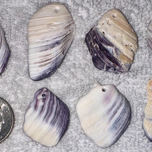 May include: Seven drilled seashells with cream, purple, and tan hues are displayed. A U.S. quarter coin is next to the shells for size comparison. The shells have a natural, organic shape and are likely for crafting or jewelry.