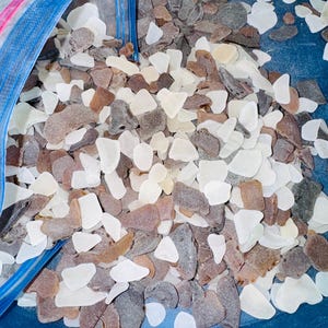 May include: A collection of sea glass pieces in a variety of colors, including white, brown, and gray. The pieces are irregular in shape and appear to be tumbled. The sea glass is contained within a blue plastic bag.