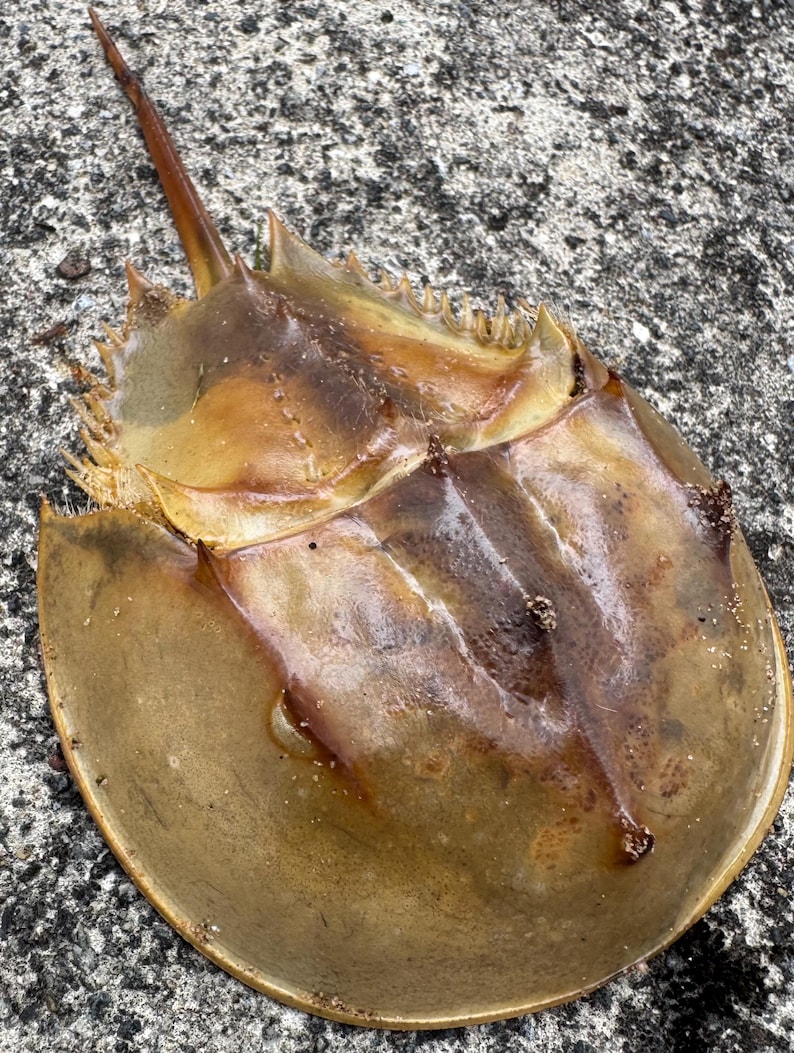 6” 1pc Horseshoe Crab Molt, Real Taxidermy Specimen, Handpicked