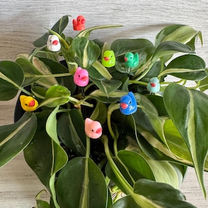 May include: A potted plant with colorful rubber duck figurines placed throughout the foliage. The ducks are in various colors, including yellow, pink, blue, green, and red.