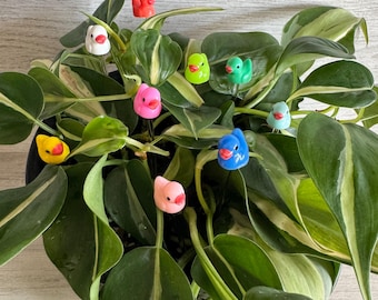 Könnte beinhalten: Eine Topfpflanze mit bunten Gummiente-Figuren, die im Laub platziert sind. Die Enten sind in verschiedenen Farben, darunter Gelb, Pink, Blau, Grün und Rot.