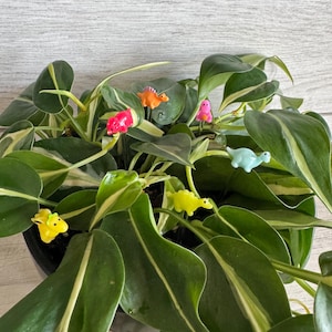 May include: A potted plant with green leaves and white stripes. There are small plastic dinosaur figurines in various colors, including pink, orange, yellow, blue, and green, placed throughout the plant.