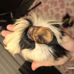 May include: A close-up of a guinea pig's foot, held in a hand. The foot is a mix of black, white, and tan fur, with a visible toenail. The fur is fluffy and soft-looking, and the overall image is well-lit.
