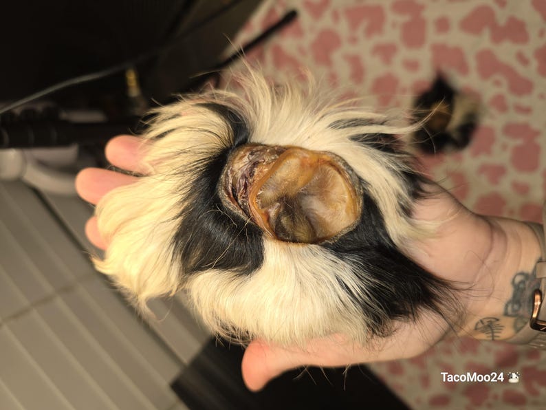 May include: A close-up of a guinea pig's foot, held in a hand. The foot is a mix of black, white, and tan fur, with a visible toenail. The fur is fluffy and soft-looking, and the overall image is well-lit.