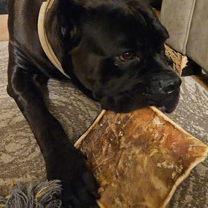 May include: A black dog with a brown leather collar is chewing on a large, brown, rectangular chew toy. The dog is lying on a light brown carpet.