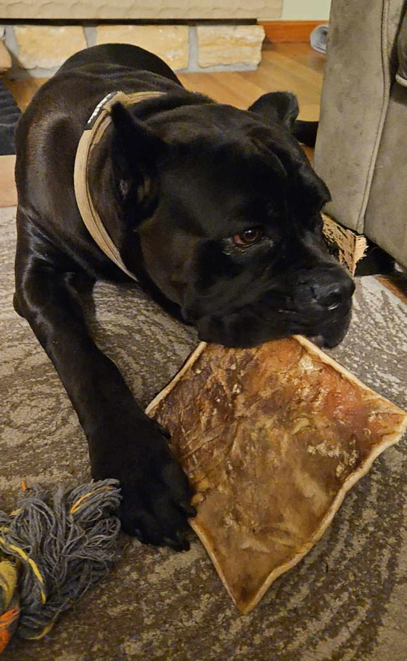 May include: A black dog with a brown leather collar is chewing on a large, brown, rectangular chew toy. The dog is lying on a light brown carpet.