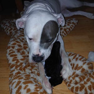 May include: A white and grey pit bull terrier dog laying on a brown and white patterned blanket with a black stuffed toy in its mouth.