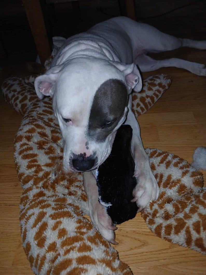 May include: A white and grey pit bull terrier dog laying on a brown and white patterned blanket with a black stuffed toy in its mouth.