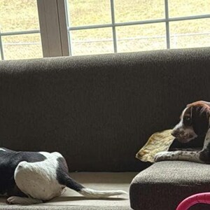 May include: Two dogs, one black and white and one brown and white, are lying on a gray couch. The couch is in front of a window with a view of a green field.