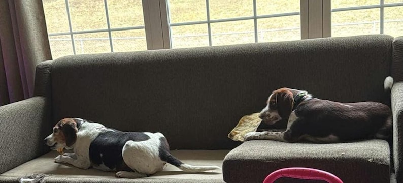 May include: Two dogs, one black and white and one brown and white, are lying on a gray couch. The couch is in front of a window with a view of a green field.