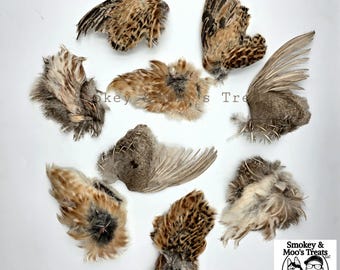 Quail Wing/Feather Teasers - Cat and Dog Treats - Raw Fed - Whole Pray Cat toys