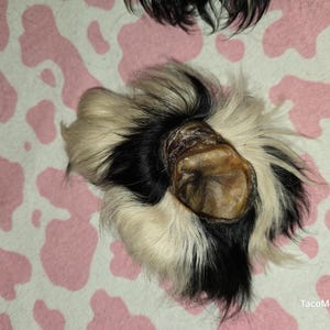 May include: A close-up of a guinea pig's foot, showing a mix of black, white, and tan fur. The foot pad is a light brown color. The background is a pink and white cow print.