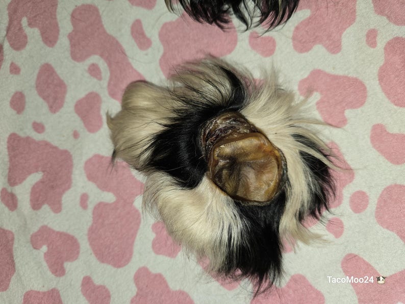 May include: A close-up of a guinea pig's foot, showing a mix of black, white, and tan fur. The foot pad is a light brown color. The background is a pink and white cow print.