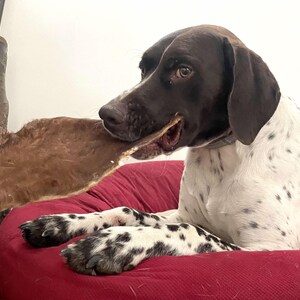Beef Bark - Cow Skin Dog Chew with Hair: Natural Rawhide Alternative - Single Ingredient Treat image 11