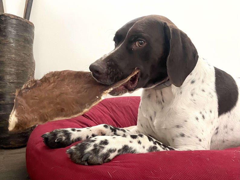 Beef Bark - Cow Skin Dog Chew with Hair: Natural Rawhide Alternative - Single Ingredient Treat image 11