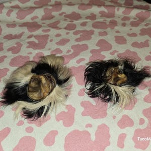 May include: Two small, round objects with a mix of black, white, and tan fur. The objects are on a pink and white cow print background. The objects appear to be animal-related.