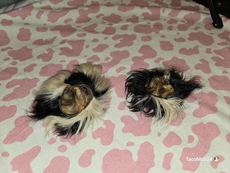 May include: Two small, round objects with a mix of black, white, and tan fur. The objects are on a pink and white cow print background. The objects appear to be animal-related.