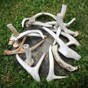Deer Antler - Dog Chew