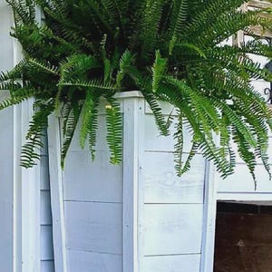 May include: A tall, white wooden planter box filled with a lush, green fern. The planter has a rectangular shape with horizontal wooden planks. The fern's fronds cascade over the sides, creating a full, vibrant display. The planter is placed outdoors.