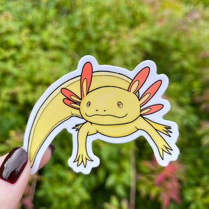 Golden Albino Axolotl Sticker, 3", Water Bottle Sticker, Laptop Decal, Cute Animal Sticker, Salamander, Vinyl Sticker