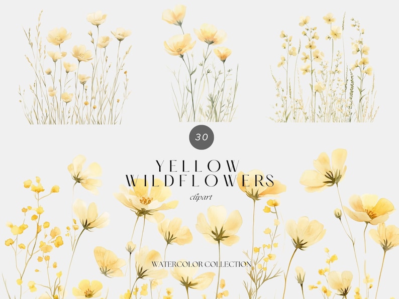 May include: A set of 30 watercolour clipart illustrations of yellow wildflowers. The illustrations are perfect for adding a touch of nature to your designs.